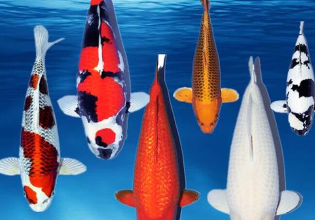 風水師老徐分享招財風水魚品種和寓意