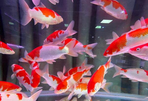 風水先生簡述家中養魚的數量與品種的選擇