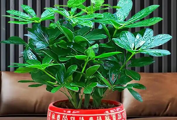 風(fēng)水大師分享辦公桌招財?shù)臄[件